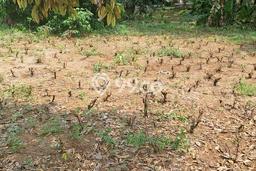 Tanah Komersial Dijual di Kemang Bogor 3500m2 Tanah Komersial Dijual di Kemang Bogor 3500m2