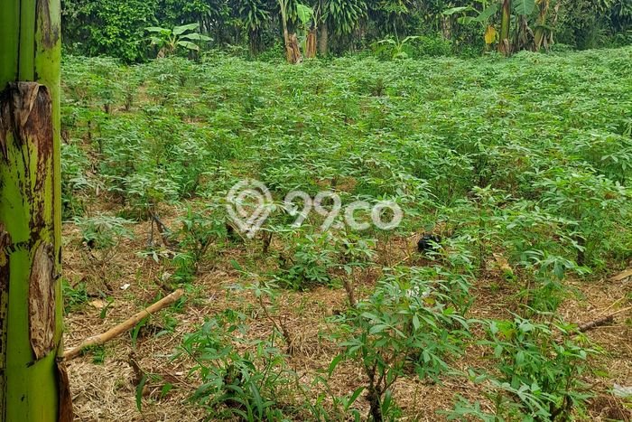 Tanah untuk Dijual di Kemang Bogor Luas 3000m2 Tanah untuk Dijual di Kemang Bogor Luas 3000m2