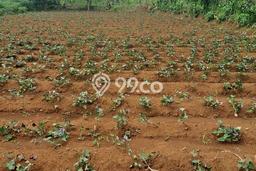 Lahan Kosong Dijual di Bogor dengan Area 1000m2 Lahan Kosong Dijual di Bogor dengan Area 1000m2