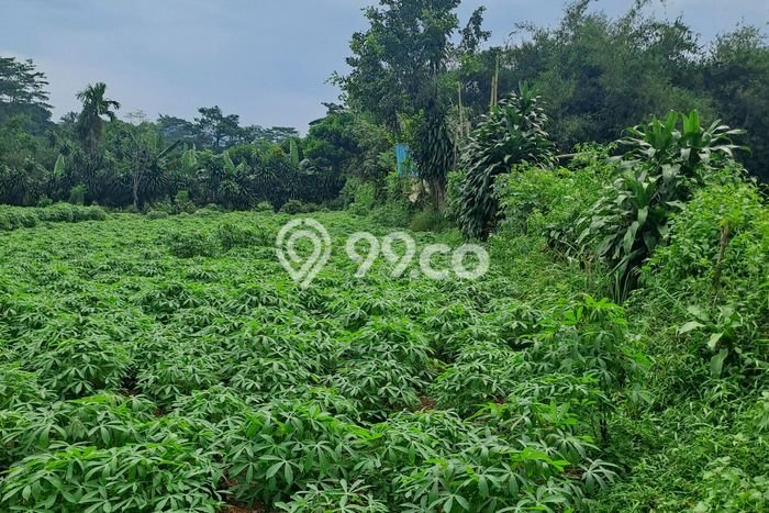 Tanah Dijual Lokasi Rumpin, Bogor Luas 1000m2 Legalitas Aman Tanah Dijual Lokasi Rumpin, Bogor Luas 1000m2 Legalitas Aman