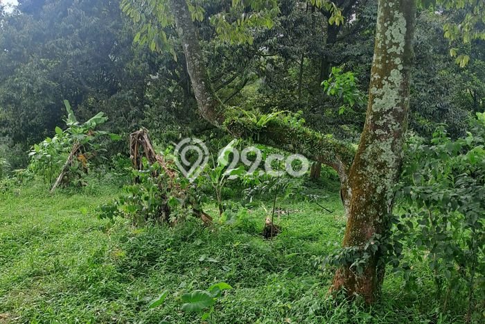 Kavling Tanah Dijual di Megamendung Bogor Spesifikasi 9000m2 Kavling Tanah Dijual di Megamendung Bogor Spesifikasi 9000m2