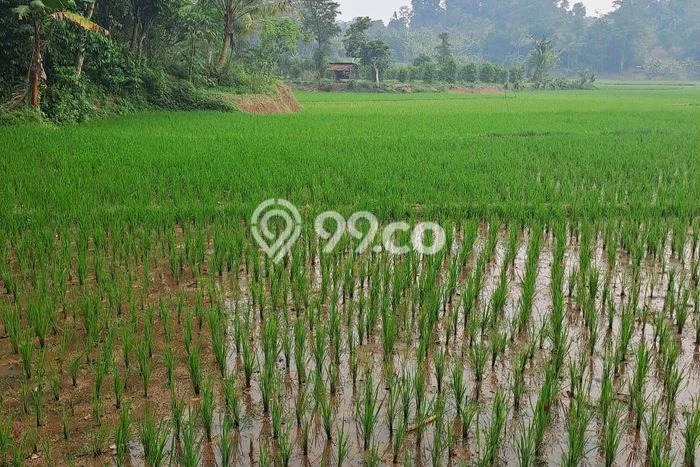 Lahan untuk Dijual di Rumpin Bogor Luas 1700m2 Lahan untuk Dijual di Rumpin Bogor Luas 1700m2