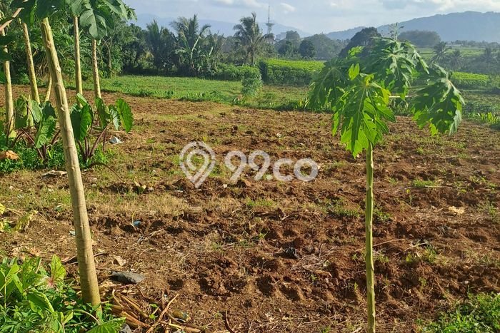 Lahan Investasi Lokasi Ranca Bungur Bogor SHM Lahan Investasi Lokasi Ranca Bungur Bogor SHM