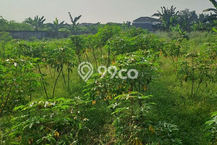Lahan Investasi Lokasi Babakan Madang Bogor SHM Lahan Investasi Lokasi Babakan Madang Bogor SHM