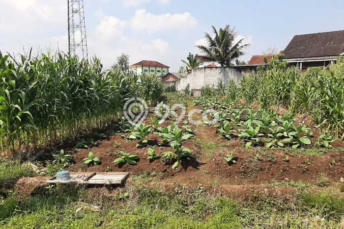 Untuk Dijual Tanah di Temanggung Temanggung Luas 8800m2 SHM Untuk Dijual Tanah di Temanggung Temanggung Luas 8800m2 SHM