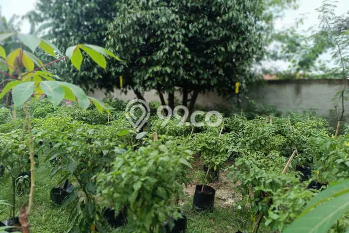 Tanah Kavling di Parung Dijual dengan Luas 300m2 Tanah Kavling di Parung Dijual dengan Luas 300m2