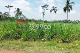 Tanah Area Berkembang di Pakisaji, Luas 7000m2m², Dekat ke Fasilitas Tanah Area Berkembang di Pakisaji, Luas 7000m2m², Dekat ke Fasilitas