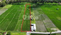 Tanah Dijual Lokasi Ubud, Gianyar dengan Luas Tanah 2520m2 dan Status SHM Tanah Dijual Lokasi Ubud, Gianyar dengan Luas Tanah 2520m2 dan Status SHM