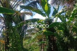 Tanah Dijual di Tabanan Seluas 10400m2 Strategis Tanah Dijual di Tabanan Seluas 10400m2 Strategis