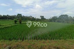 Tanah Dijual Lokasi Petang, Badung Luas 4400m2 Legalitas Aman Tanah Dijual Lokasi Petang, Badung Luas 4400m2 Legalitas Aman