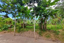 Tanah Kavling Dijual di Gianyar dengan Spesifikasi 2031m2 Tanah Kavling Dijual di Gianyar dengan Spesifikasi 2031m2