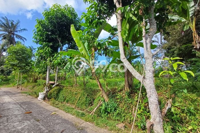 Tanah Kavling Dijual di Gianyar dengan Spesifikasi 2031m2 Tanah Kavling Dijual di Gianyar dengan Spesifikasi 2031m2