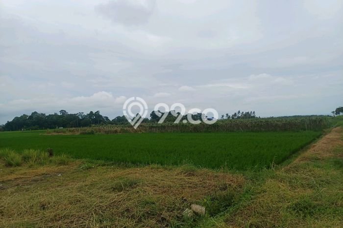 Lahan Dijual Lokasi Strategis di Tabanan dengan Luas 1050m2 Lahan Dijual Lokasi Strategis di Tabanan dengan Luas 1050m2
