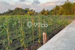 Tanah Kavling di Kediri Dijual dengan Luas 500m2 Tanah Kavling di Kediri Dijual dengan Luas 500m2