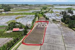 Jarang Ada! Tanah di Kerambitan Punya Luas 900m2 SHM Jarang Ada! Tanah di Kerambitan Punya Luas 900m2 SHM