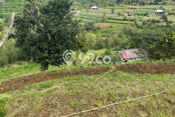 Dijual Tanah Lokasi Bedugul, Tabanan Seluas 22599m2 Dijual Tanah Lokasi Bedugul, Tabanan Seluas 22599m2