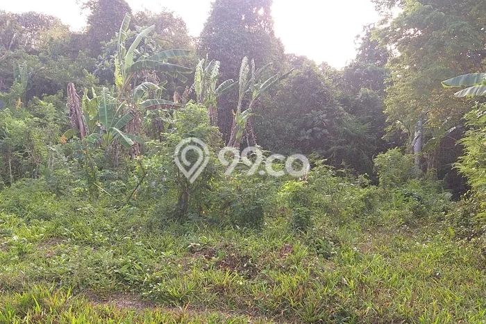 Tanah Dijual Lokasi Kediri, Tabanan dengan Luas Tanah 400m2 dan Status SHM Tanah Dijual Lokasi Kediri, Tabanan dengan Luas Tanah 400m2 dan Status SHM