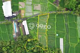 Tanah di Penebel, Tabanan Luas 3500m2 Dijual Segera Tanah di Penebel, Tabanan Luas 3500m2 Dijual Segera