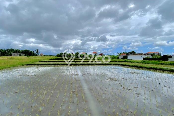 Tanah Dijual di Tabanan Seluas 100m2 Strategis Tanah Dijual di Tabanan Seluas 100m2 Strategis