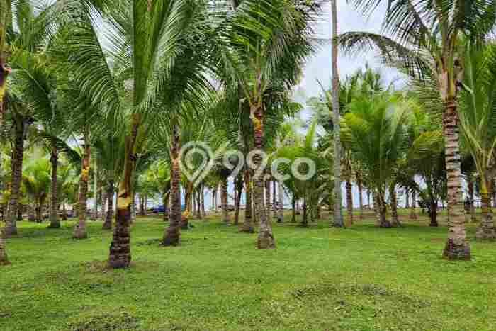 Lahan Kosong Dijual di Melaya, Jembrana, Luas 25700m2 Area Strategis Lahan Kosong Dijual di Melaya, Jembrana, Luas 25700m2 Area Strategis