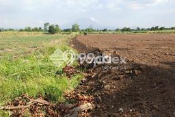 Lahan untuk Dijual Lokasi Bantaran, Probolinggo Luas 24000m2 SHM Lahan untuk Dijual Lokasi Bantaran, Probolinggo Luas 24000m2 SHM