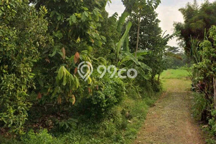 Tanah di Wonosalam, Jombang Luas 35000m2 Dijual Segera Tanah di Wonosalam, Jombang Luas 35000m2 Dijual Segera