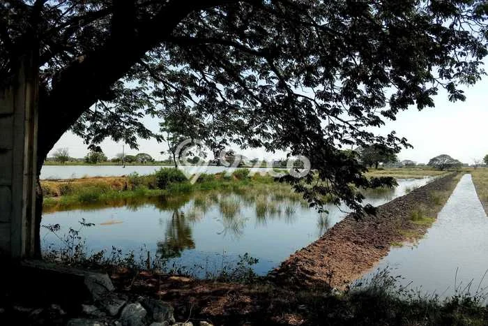 Tanah Strategis Dijual di Manyar Gresik 20000m2 Tanah Strategis Dijual di Manyar Gresik 20000m2