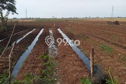 Jarang Ada! Tanah di Rajeg Punya Luas 100000m2 SHM Jarang Ada! Tanah di Rajeg Punya Luas 100000m2 SHM
