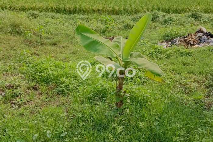 Tanah Kavling untuk Dijual di Cikande Serang 3153m2 Tanah Kavling untuk Dijual di Cikande Serang 3153m2