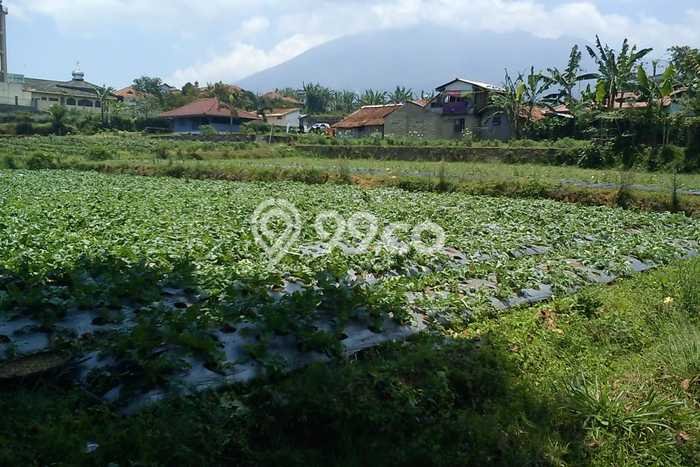 Tanah Dijual Lokasi Strategis di Cianjur dengan Luas 4450m2 Tanah Dijual Lokasi Strategis di Cianjur dengan Luas 4450m2