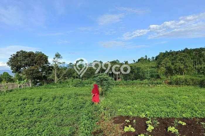 Dijual Tanah di Ngamprah Bandung Barat Luas 3171m2 SHM Dijual Tanah di Ngamprah Bandung Barat Luas 3171m2 SHM