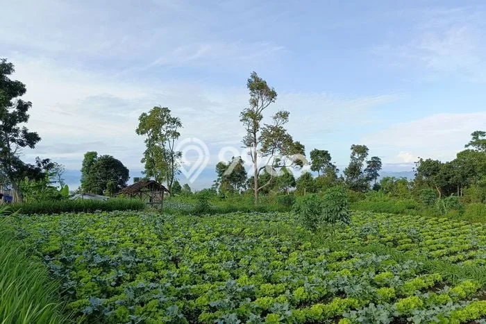 Dijual Tanah di Ngamprah Bandung Barat Luas 3171m2 SHM Dijual Tanah di Ngamprah Bandung Barat Luas 3171m2 SHM