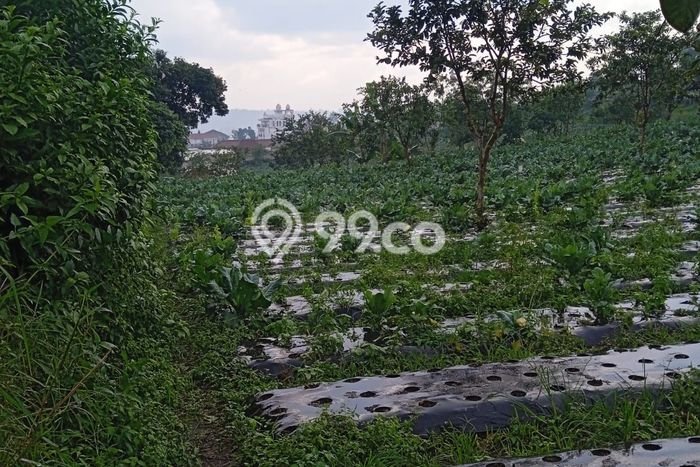 Tanah untuk Dijual Lokasi Lembang, Bandung Barat Luas 14030m2 SHM Tanah untuk Dijual Lokasi Lembang, Bandung Barat Luas 14030m2 SHM