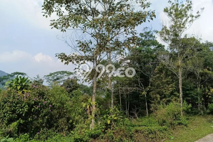 Lahan Dijual Lokasi Panawangan, Ciamis dengan Luas Tanah 16000m2 dan Status - Lahan Dijual Lokasi Panawangan, Ciamis dengan Luas Tanah 16000m2 dan Status -