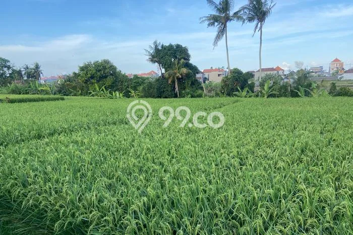 Tanah Kavling Dijual di Batubulan, Gianyar dengan Luas Tanah 1000m2 Tanah Kavling Dijual di Batubulan, Gianyar dengan Luas Tanah 1000m2