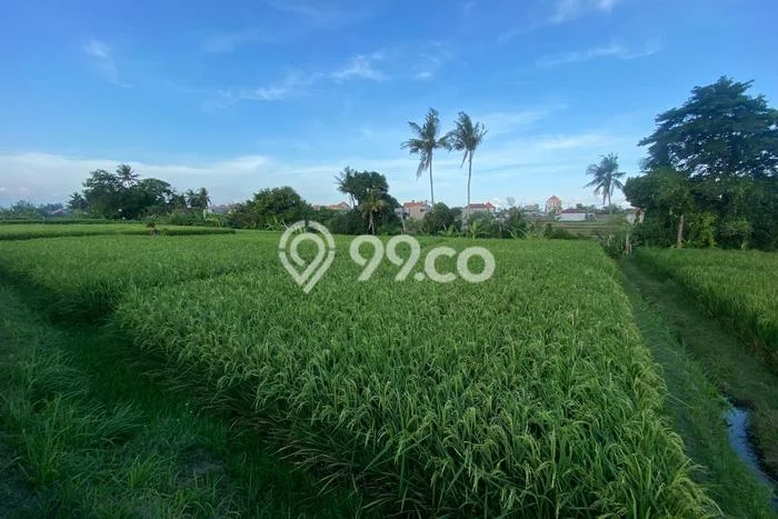 Tanah Kavling Dijual di Batubulan, Gianyar dengan Luas Tanah 1000m2 Tanah Kavling Dijual di Batubulan, Gianyar dengan Luas Tanah 1000m2