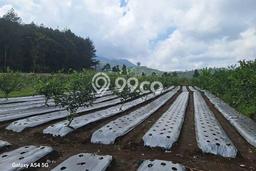 Kavling Tanah untuk Dijual di Cisarua, Bandung, Luas 5000m2 Kavling Tanah untuk Dijual di Cisarua, Bandung, Luas 5000m2