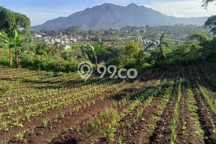 Tanah di Cisarua, Bandung Barat Luas 2000m2 Dijual Segera Tanah di Cisarua, Bandung Barat Luas 2000m2 Dijual Segera