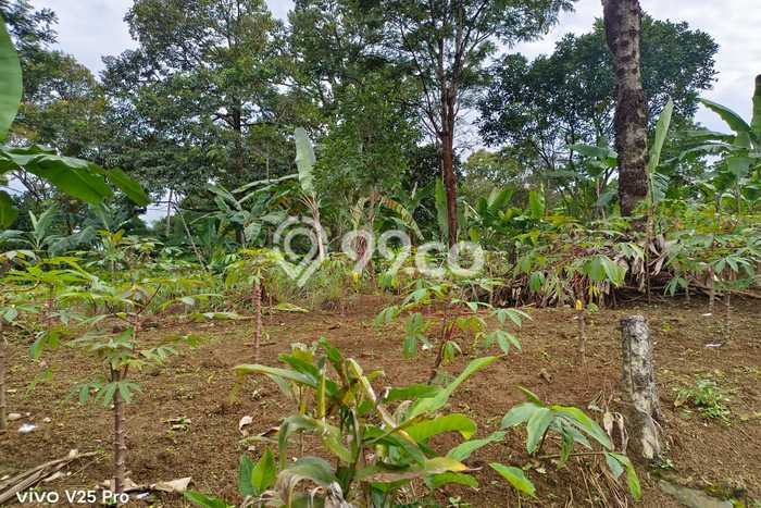 Tanah Komersial Dijual di Citeureup Bogor 47321m2 Tanah Komersial Dijual di Citeureup Bogor 47321m2