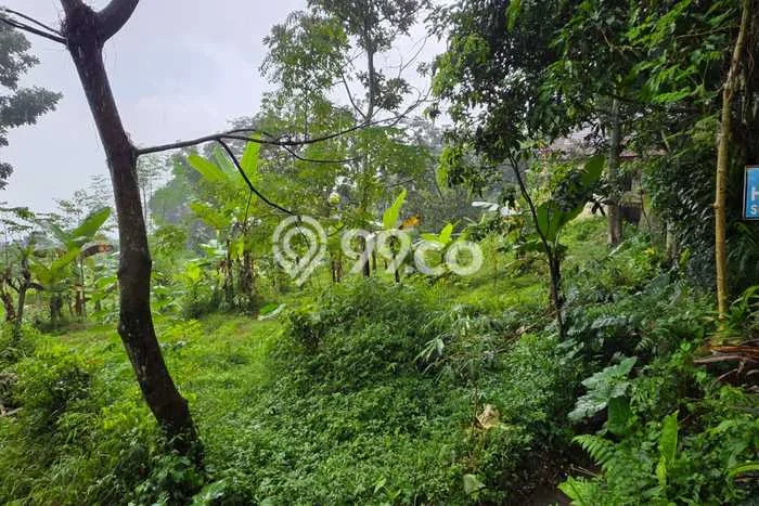 Tanah Strategis Dijual di Prigen Pasuruan 1182m2 Tanah Strategis Dijual di Prigen Pasuruan 1182m2