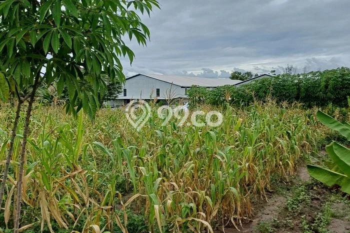 Untuk Dijual Tanah di Tenjo Bogor Luas 31000m2 SHM Untuk Dijual Tanah di Tenjo Bogor Luas 31000m2 SHM