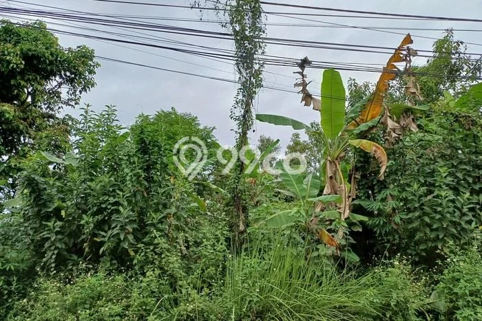 Untuk Dijual Tanah di Tenjo Bogor Luas 31000m2 SHM Untuk Dijual Tanah di Tenjo Bogor Luas 31000m2 SHM