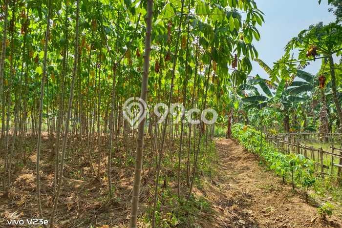 Tanah untuk Dijual di Panongan Tangerang Luas 154000m2 Tanah untuk Dijual di Panongan Tangerang Luas 154000m2