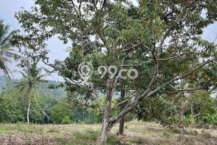 Lahan Dijual Lokasi Pardasuka, Pringsewu dengan Luas Tanah 90000m2 dan Status SHM Lahan Dijual Lokasi Pardasuka, Pringsewu dengan Luas Tanah 90000m2 dan Status SHM