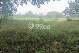 Lahan untuk Dijual Lokasi Nogosari, Boyolali Luas 5000m2 SHM Lahan untuk Dijual Lokasi Nogosari, Boyolali Luas 5000m2 SHM