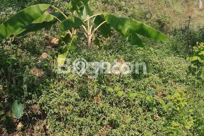 Tanah Kosong Dijual di Boyolali dengan Area 10100m2 Tanah Kosong Dijual di Boyolali dengan Area 10100m2