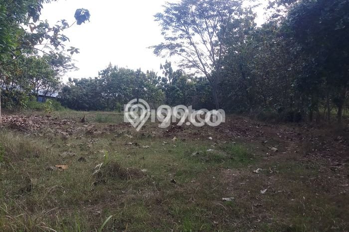 Tanah di Kalijambe, Sragen Luas 10000m2 Dijual Segera Tanah di Kalijambe, Sragen Luas 10000m2 Dijual Segera
