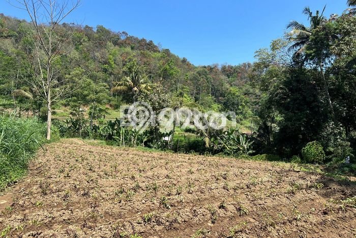 Tanah Dijual Lokasi Ngargoyoso, Karanganyar Luas 1327m2 Legalitas Aman Tanah Dijual Lokasi Ngargoyoso, Karanganyar Luas 1327m2 Legalitas Aman