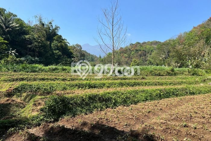 Tanah Dijual Lokasi Ngargoyoso, Karanganyar Luas 1327m2 Legalitas Aman Tanah Dijual Lokasi Ngargoyoso, Karanganyar Luas 1327m2 Legalitas Aman