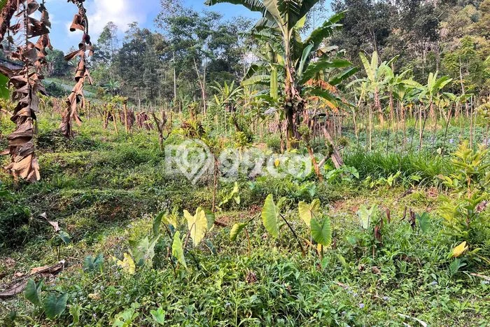 Dijual Tanah di Ngargoyoso Karanganyar Luas 1155m2 SHM Dijual Tanah di Ngargoyoso Karanganyar Luas 1155m2 SHM